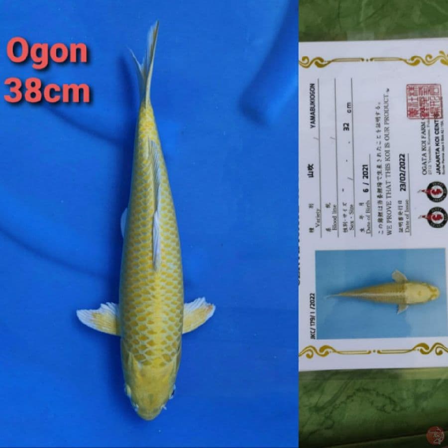 OGATA OGON 38CM