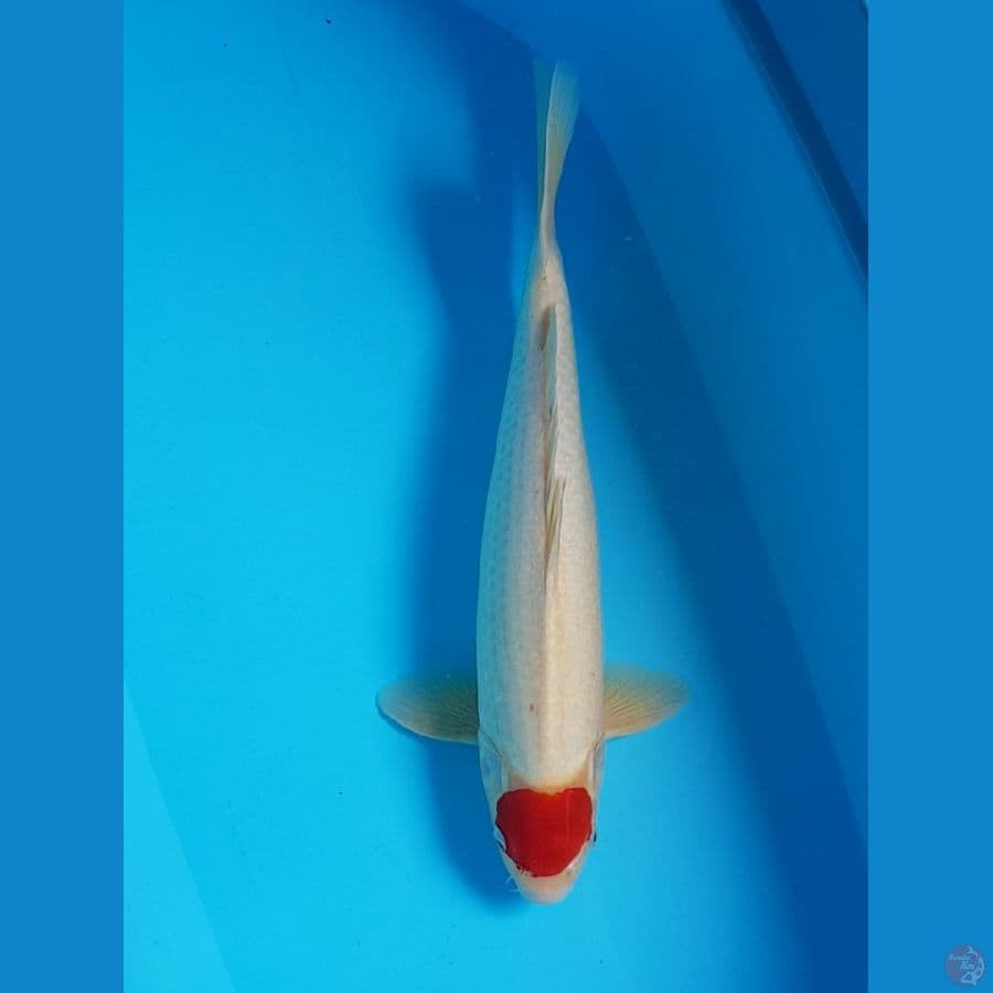 TANCO KOHAKU 43 cm
