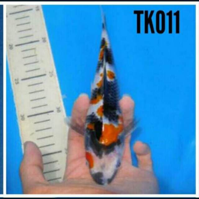 Showa 20cm