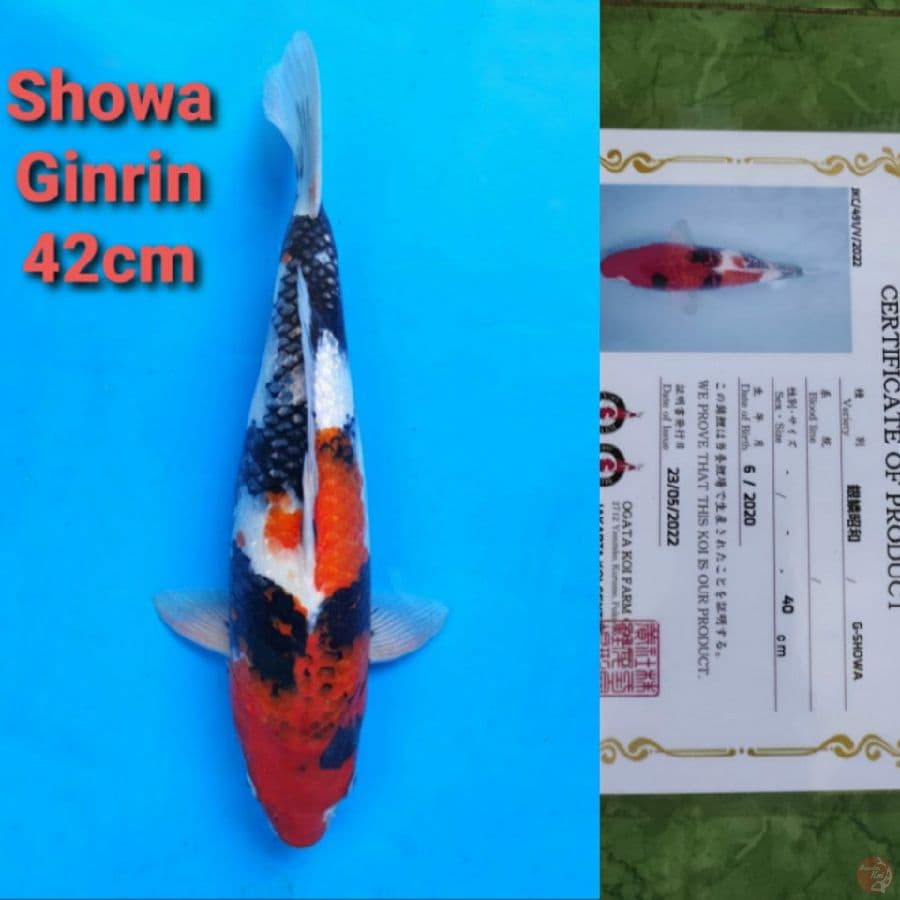 OGATA SHOWAGIINRIN 42CM