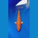 orenji ogon SQ 28 cm 