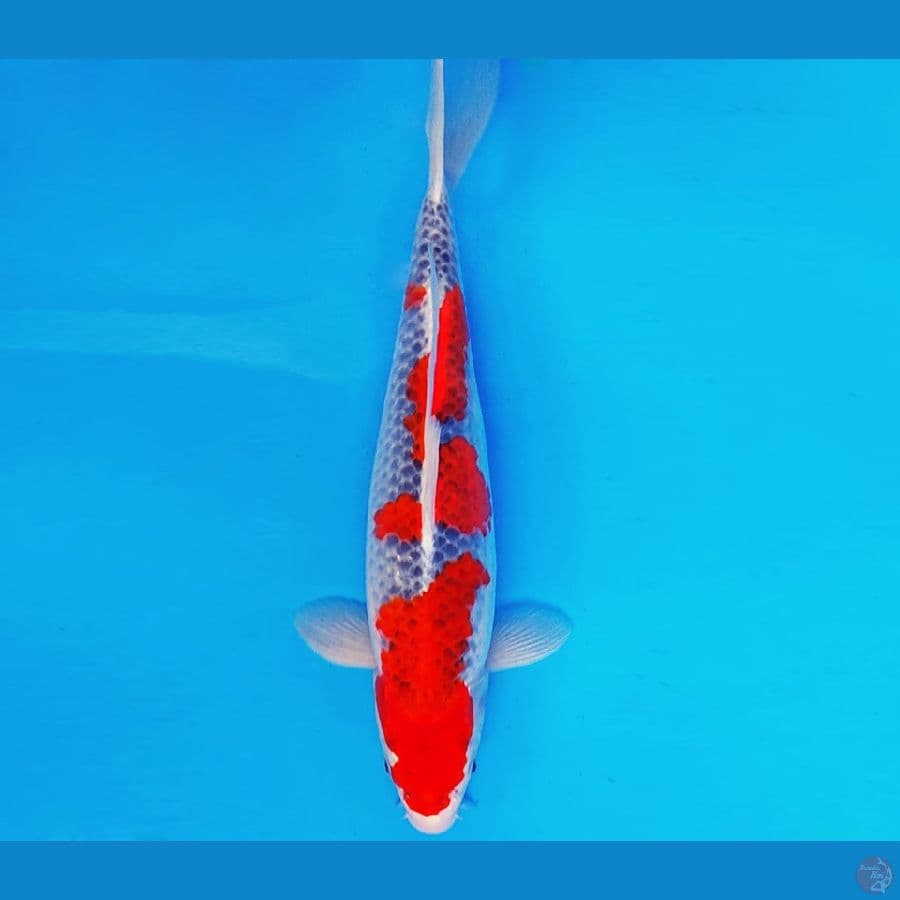 AKIRA 4 - GOSHIKI 35 cm/fm ®