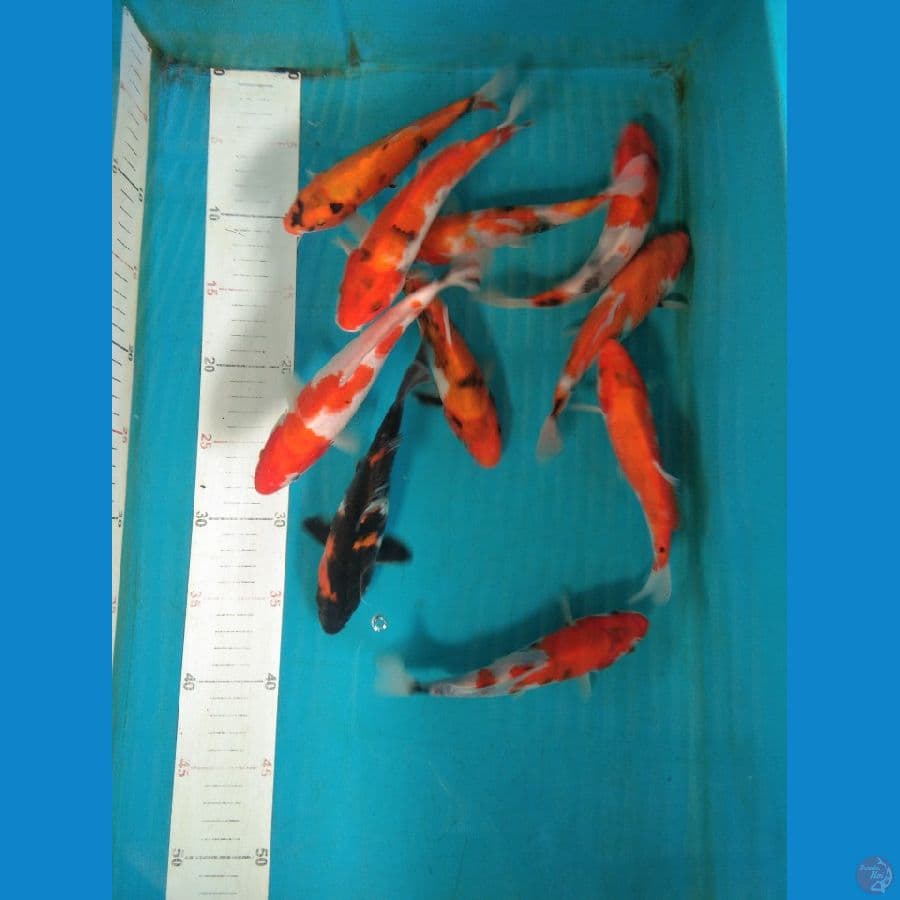 Sowa size 18cm 19cm 
