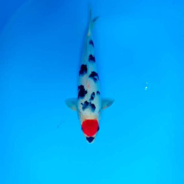 Tancho showa 34 cm F1-SQ Happy New Year 2019