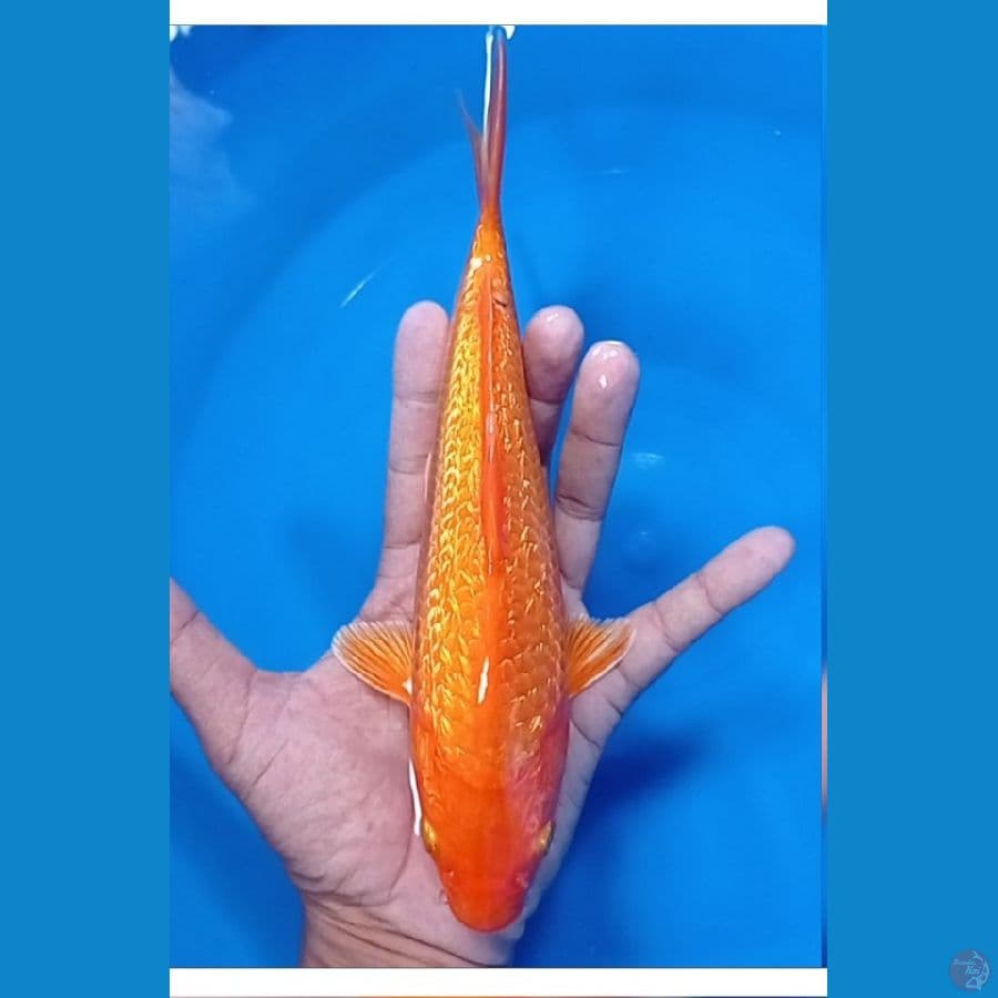 27 cm gindrin 