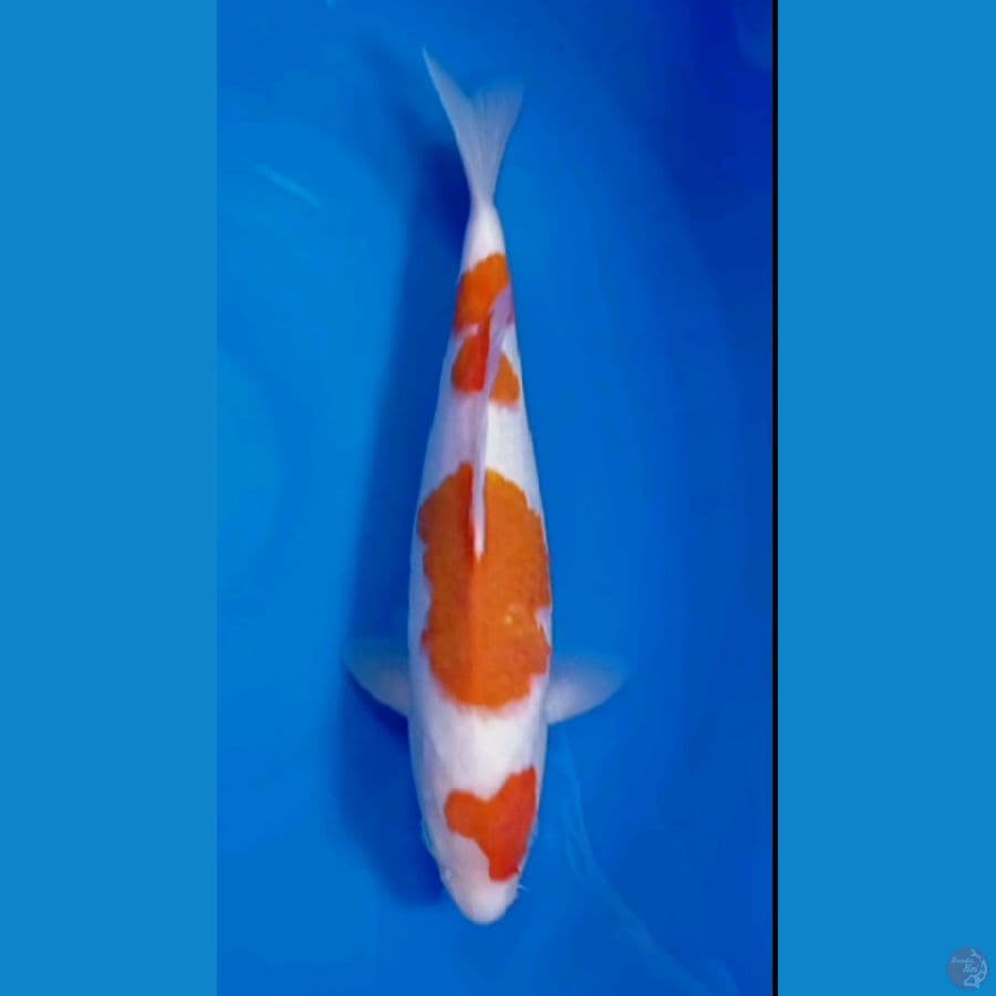 kohaku oren 32 cm