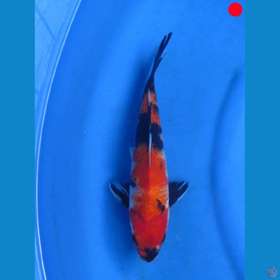 Showa - 28cm