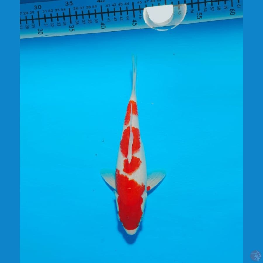 KOHAKU 26CM JANTAN
