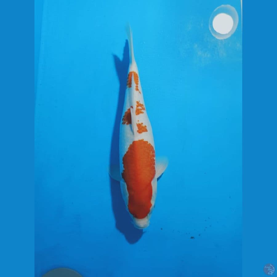 KOHAKU 37CM
