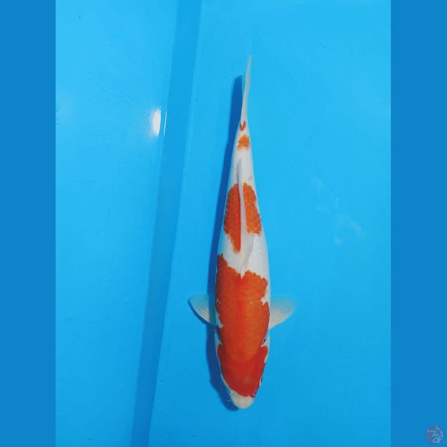 KOHAKU 40CM