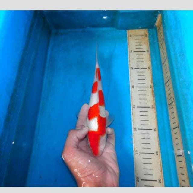 Kohaku Papan Catur 25cm
