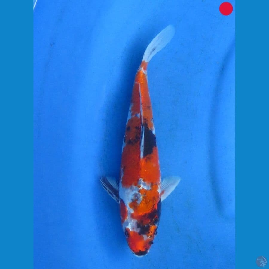 Hikari - 28cm