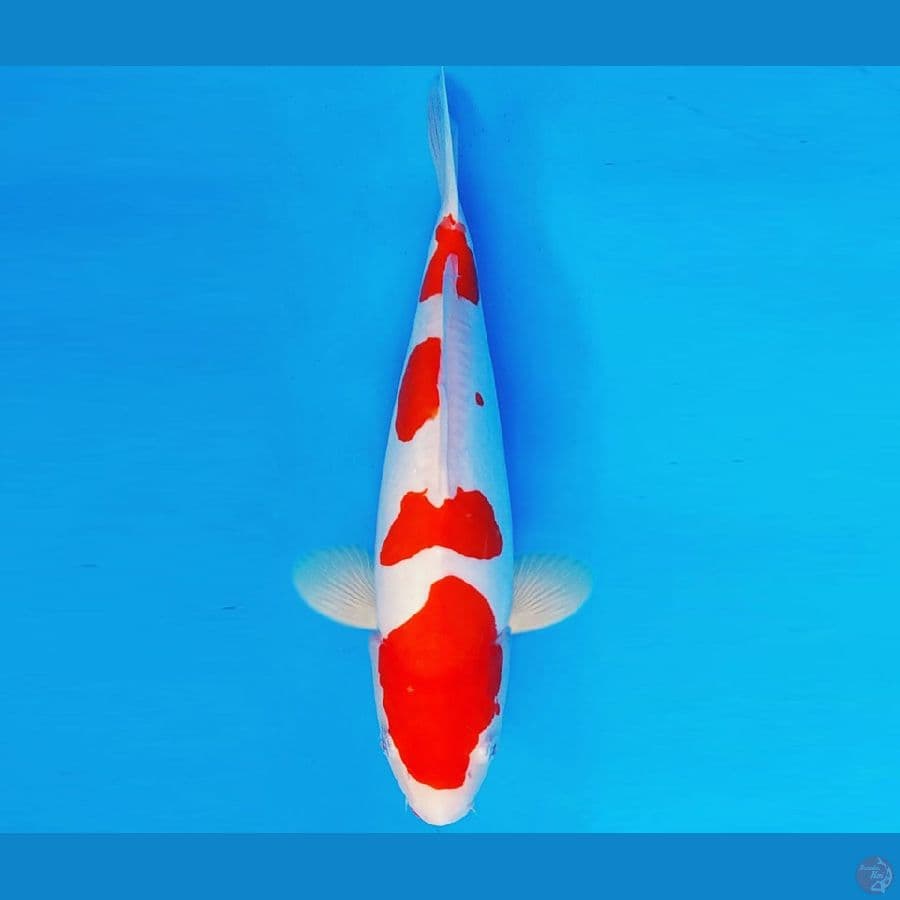 AKIRA 5 - KOHAKU DOITSU 30 cm/fm ®