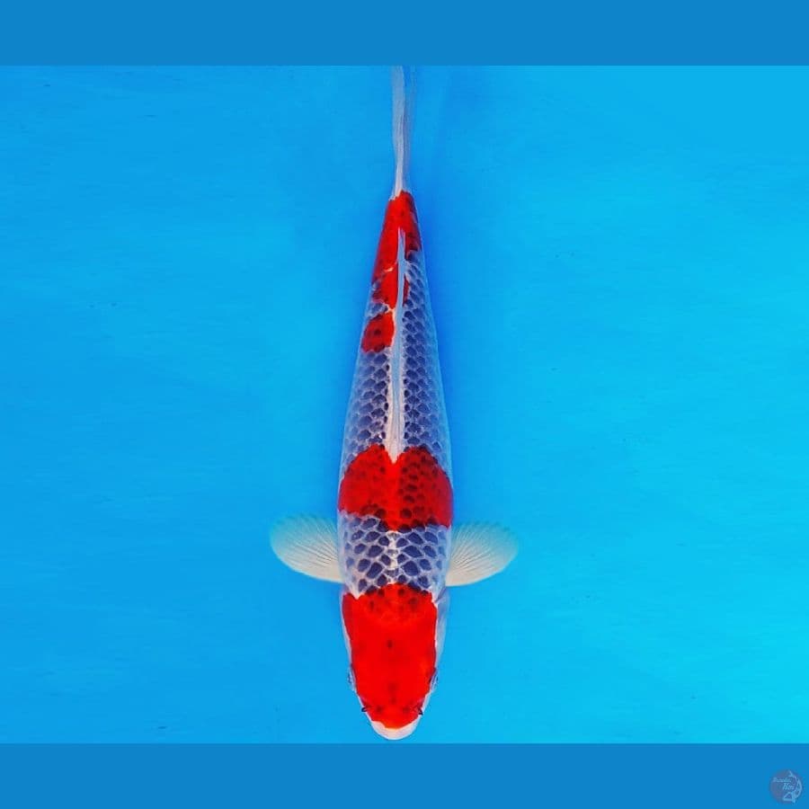 AKIRA 7 - GOSHIKI 33 cm/male ®