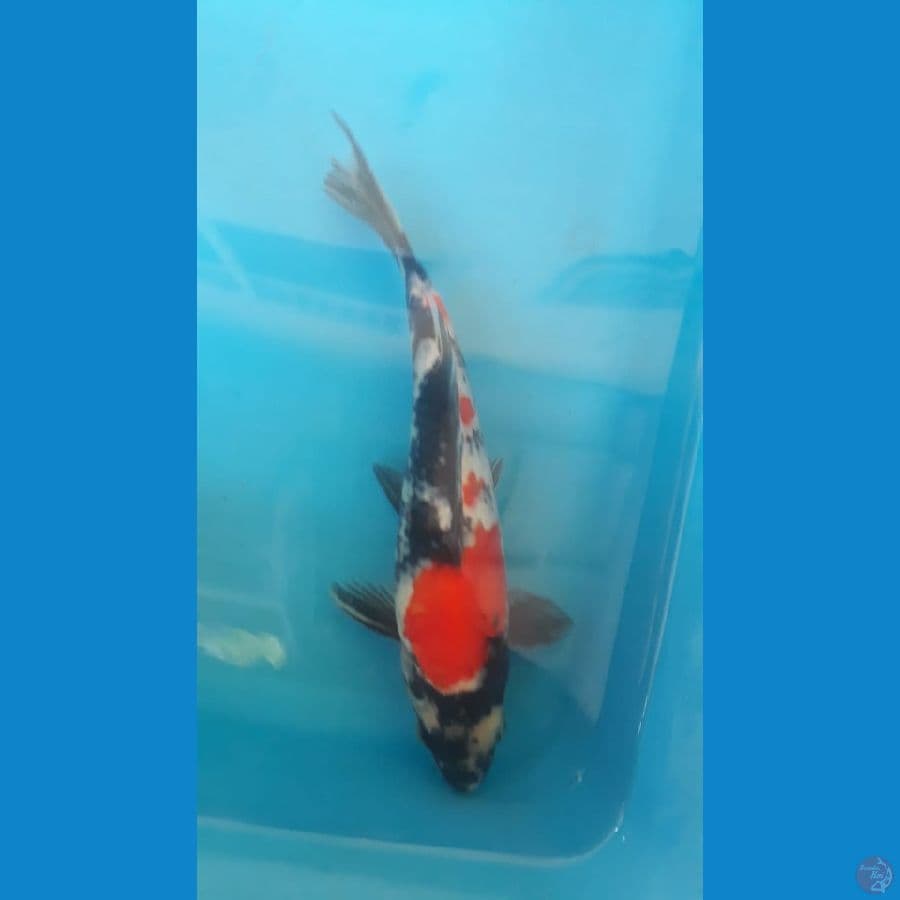 showa 26 cm