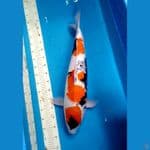 showa female 65cm