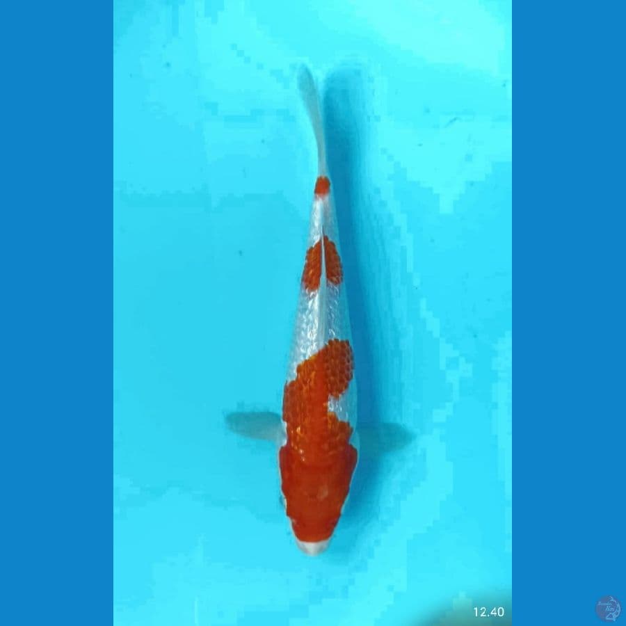 kohaku gindrin 21cm