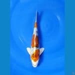 Kujaku size 25 cm