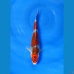 Ghosiki size 26 cm