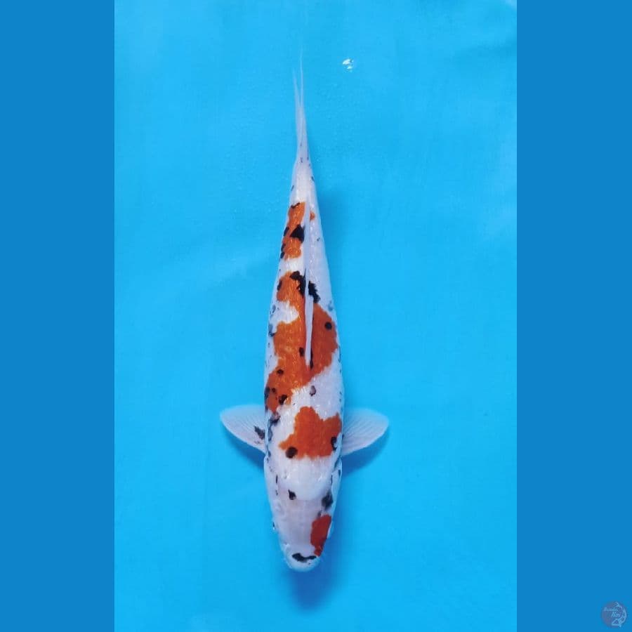 matsukawabake gindrind 38cm