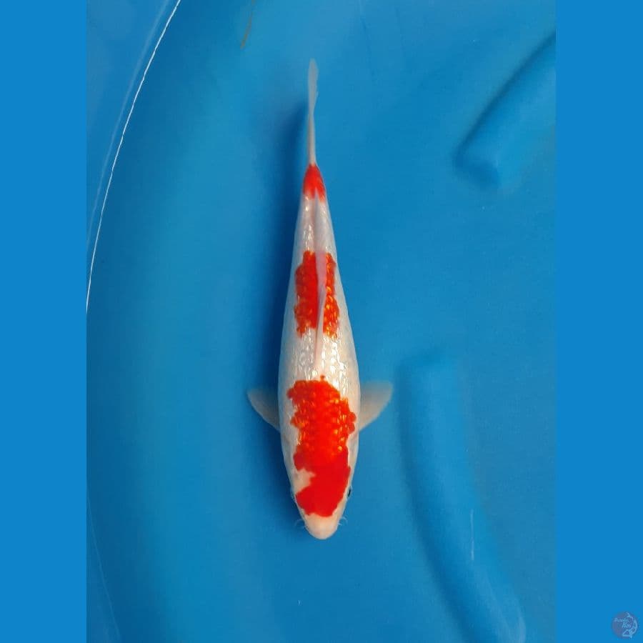 Kohaku ginrin