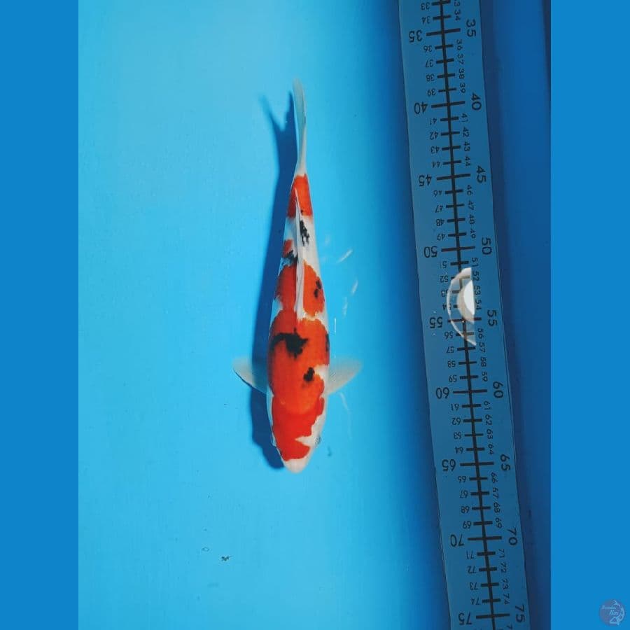 SANKE 25 CM