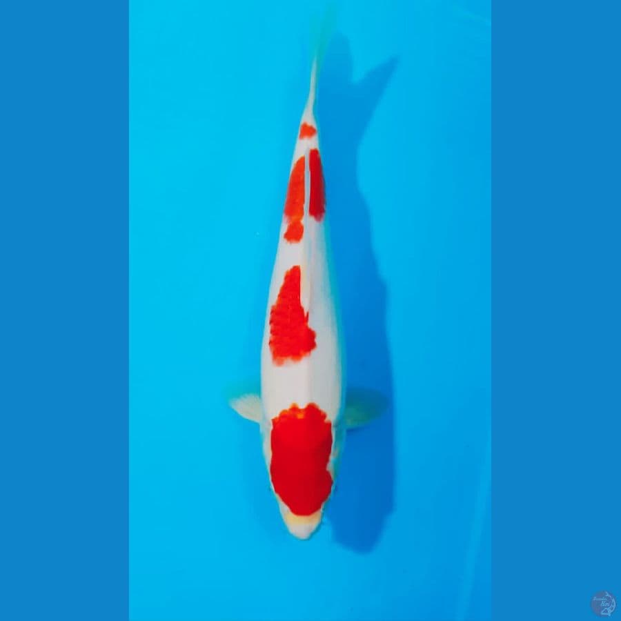 KOHAKU JANTAN 32 CM
