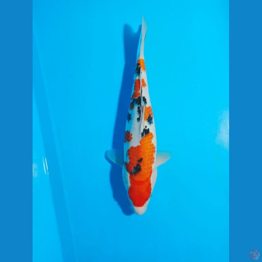 SANKE 32 CM 