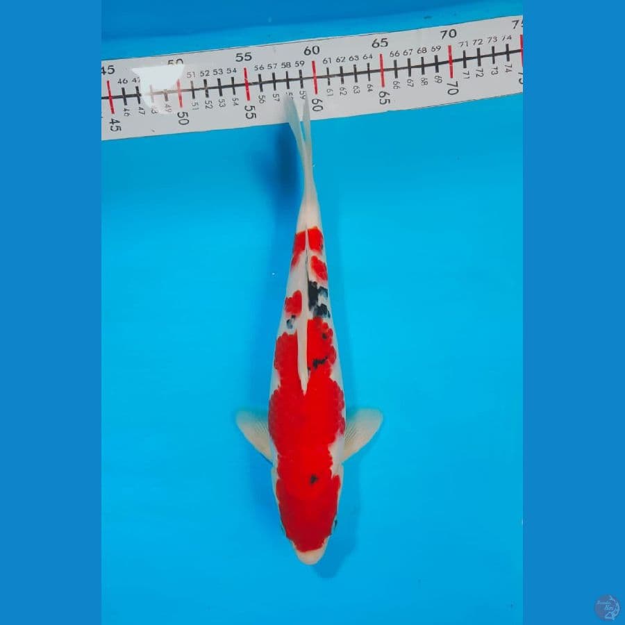 SANKE 32 CM