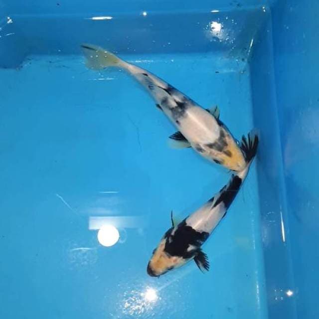 SHIRO 14 & 16 CM