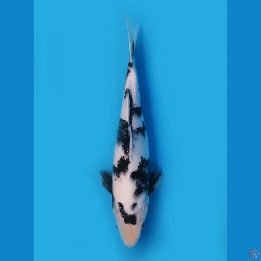 Shiro SQ 32cm