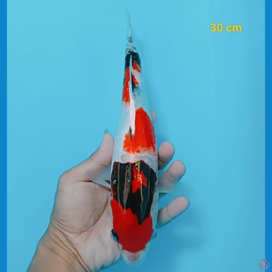 showa 30cm