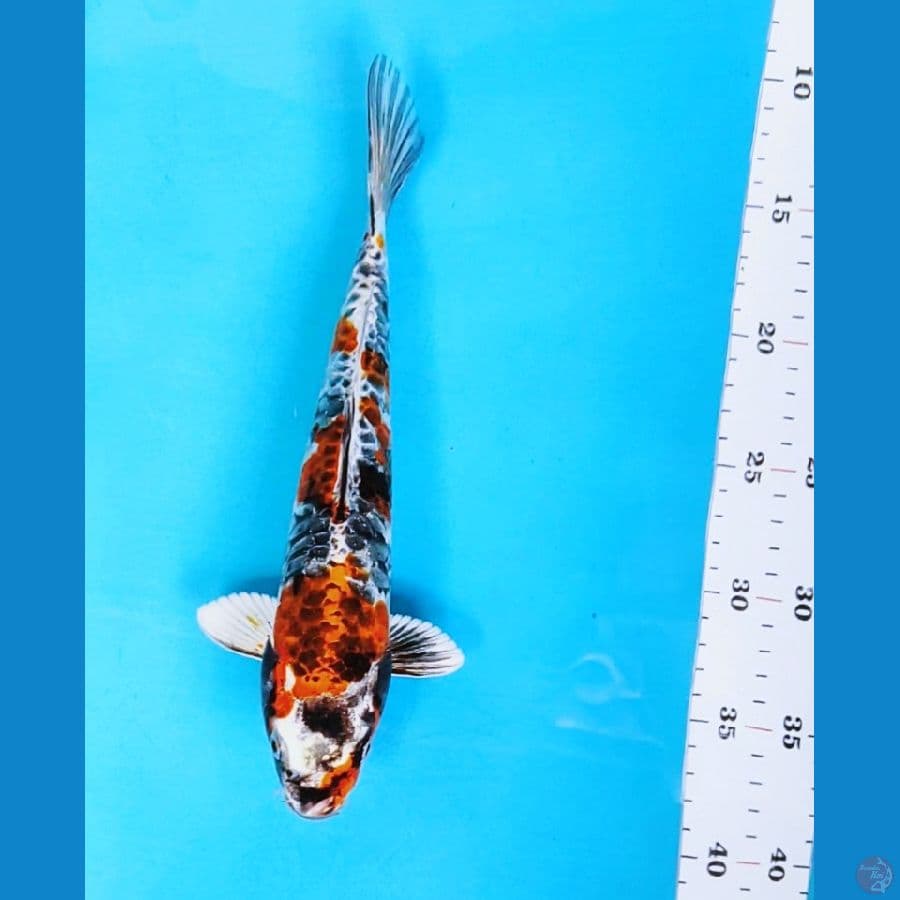 hikarimono dragon 27cm