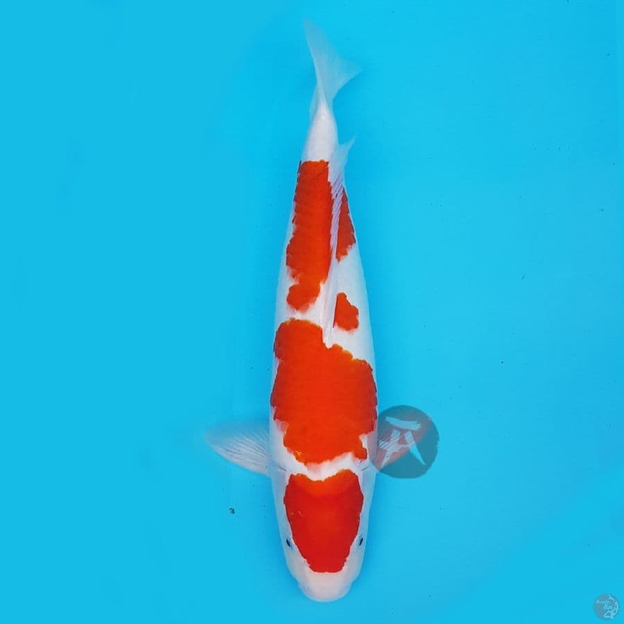 MARUTEN KOHAKU 47 cm