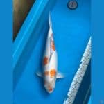 Kohaku Jumbo 65bu