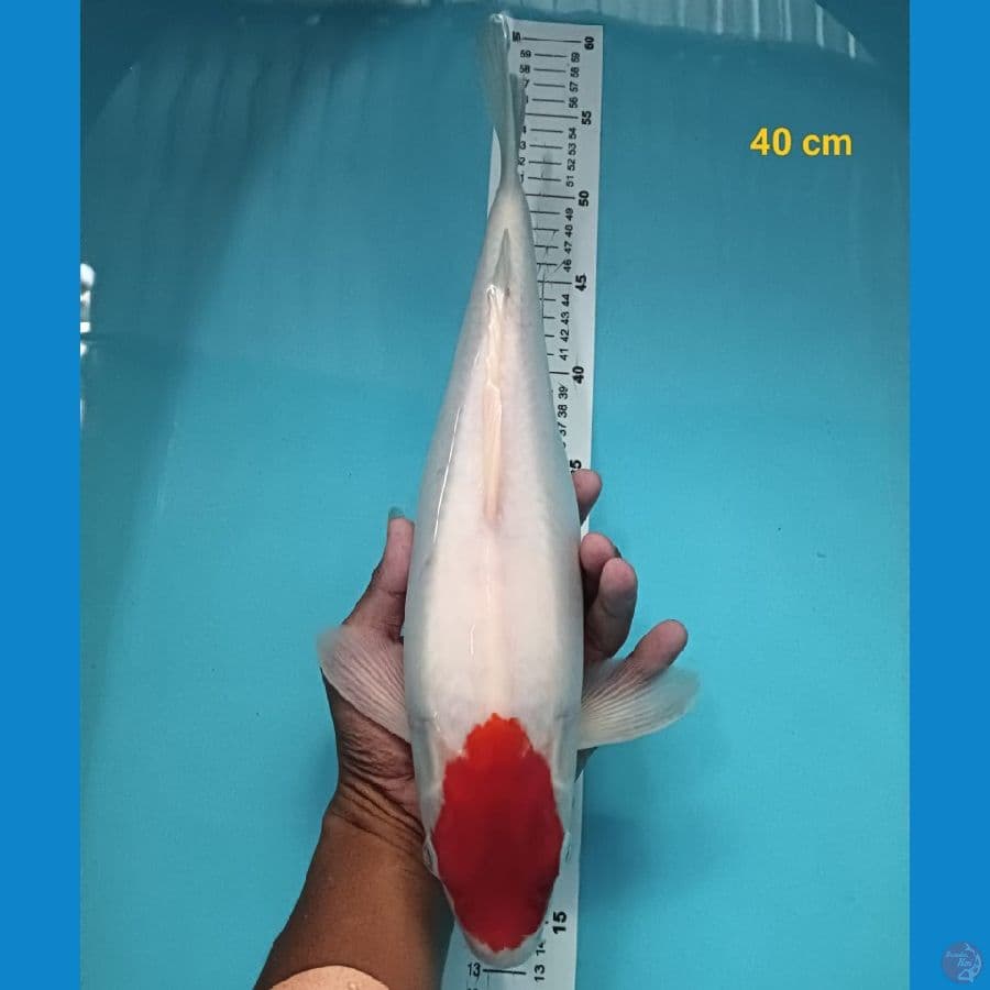 TANCHO KOHAKU 40CM ™