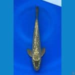 Mukasi Ginrin 27cm