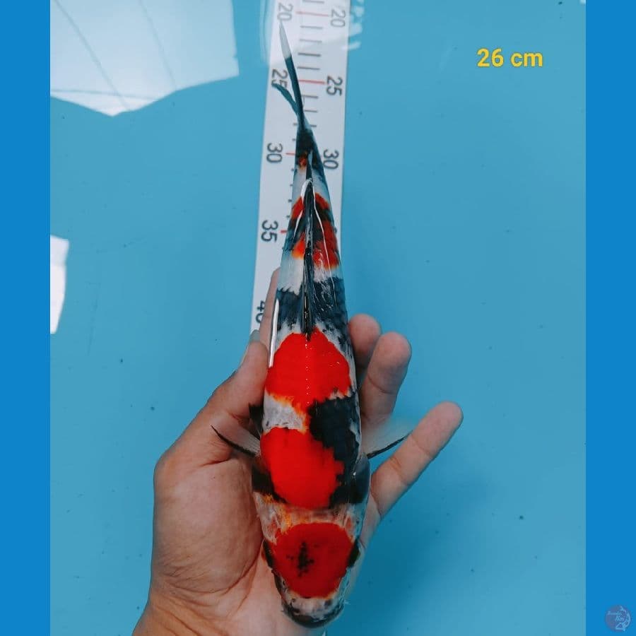 TANCHO SHOWA 26CM™