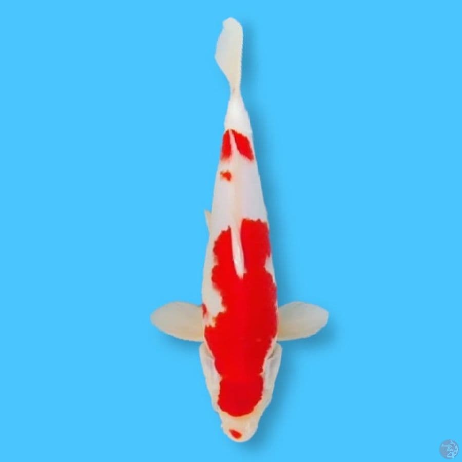 Kucibeni Kohaku 27 Male 