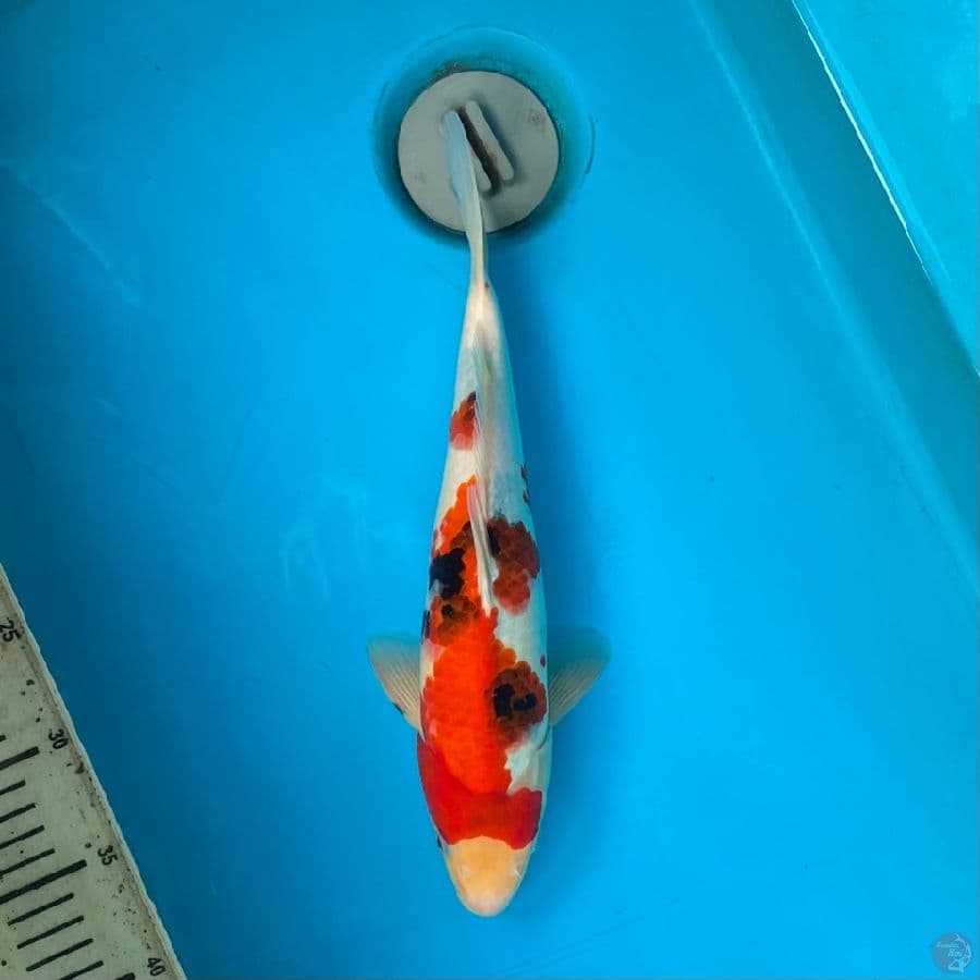 tategoi showa M32cm