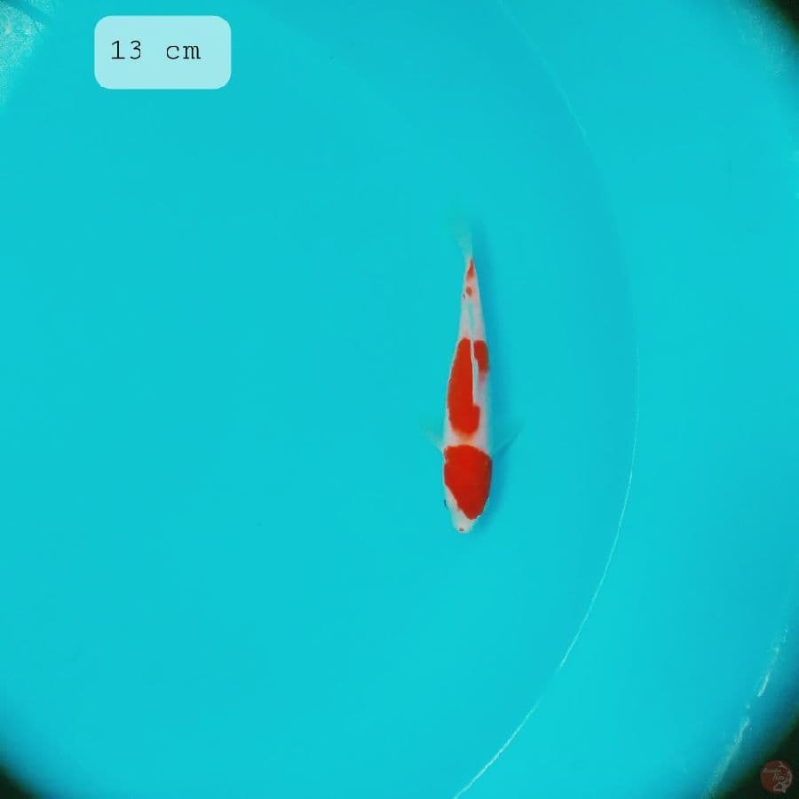 minion kohaku 13 cm