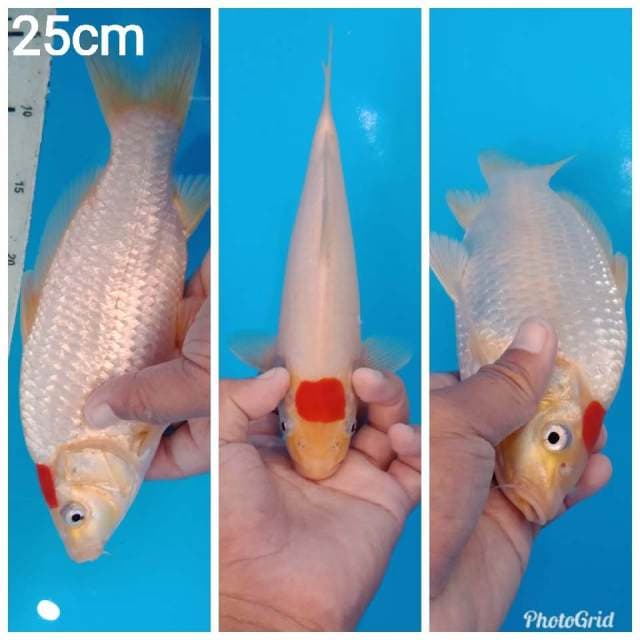 Fi tancho kohaku berpunuk