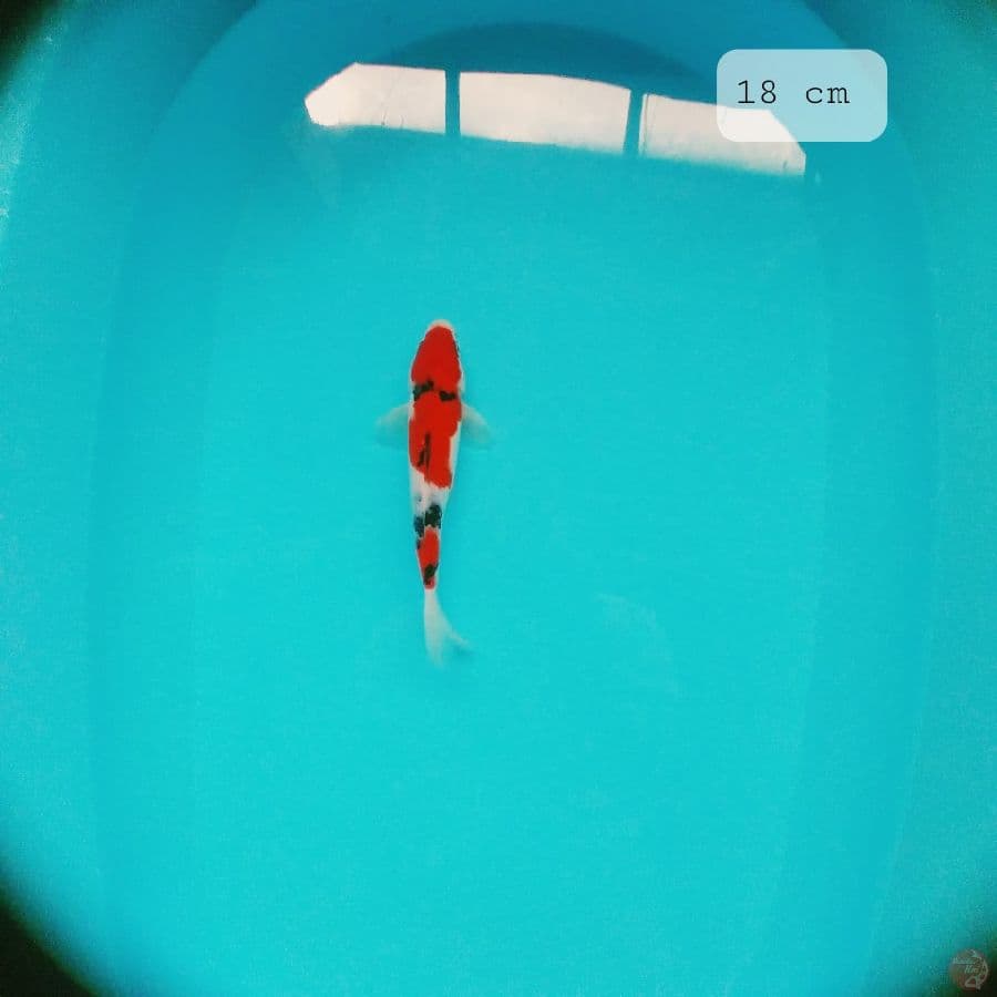 gosanke 18 cm