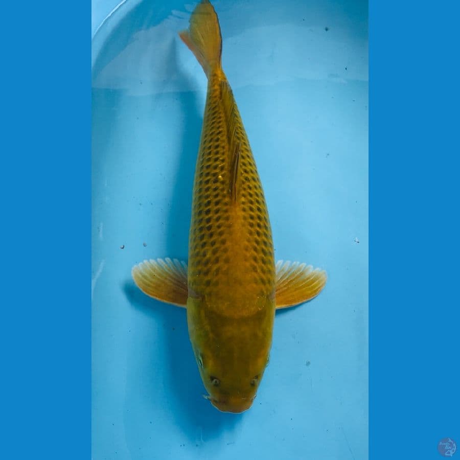 midori 50cm