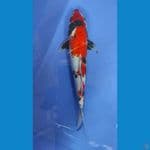 showa 30 cm