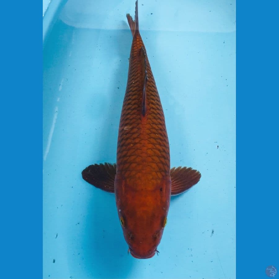 chagoi 42cm