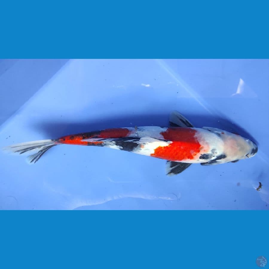 showa 28cm