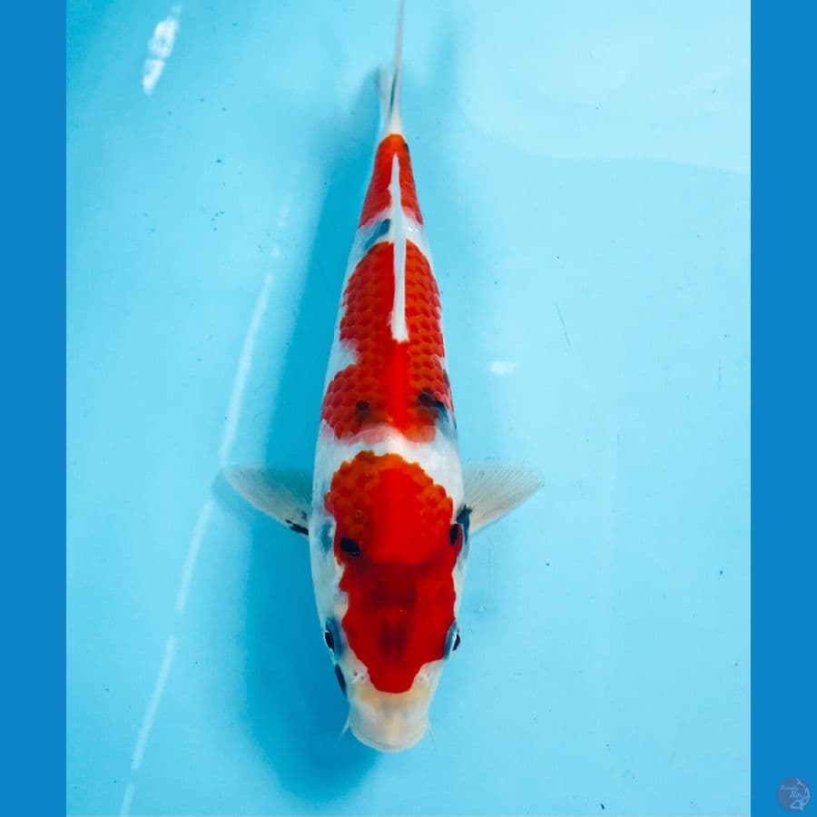 showa tategoi 22cm