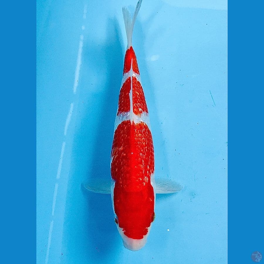 kohaku ginrin 20cm