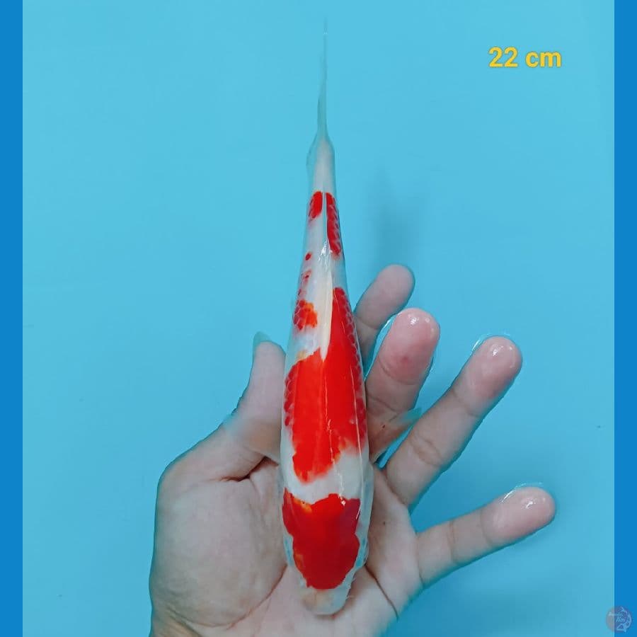 strong 22 cm